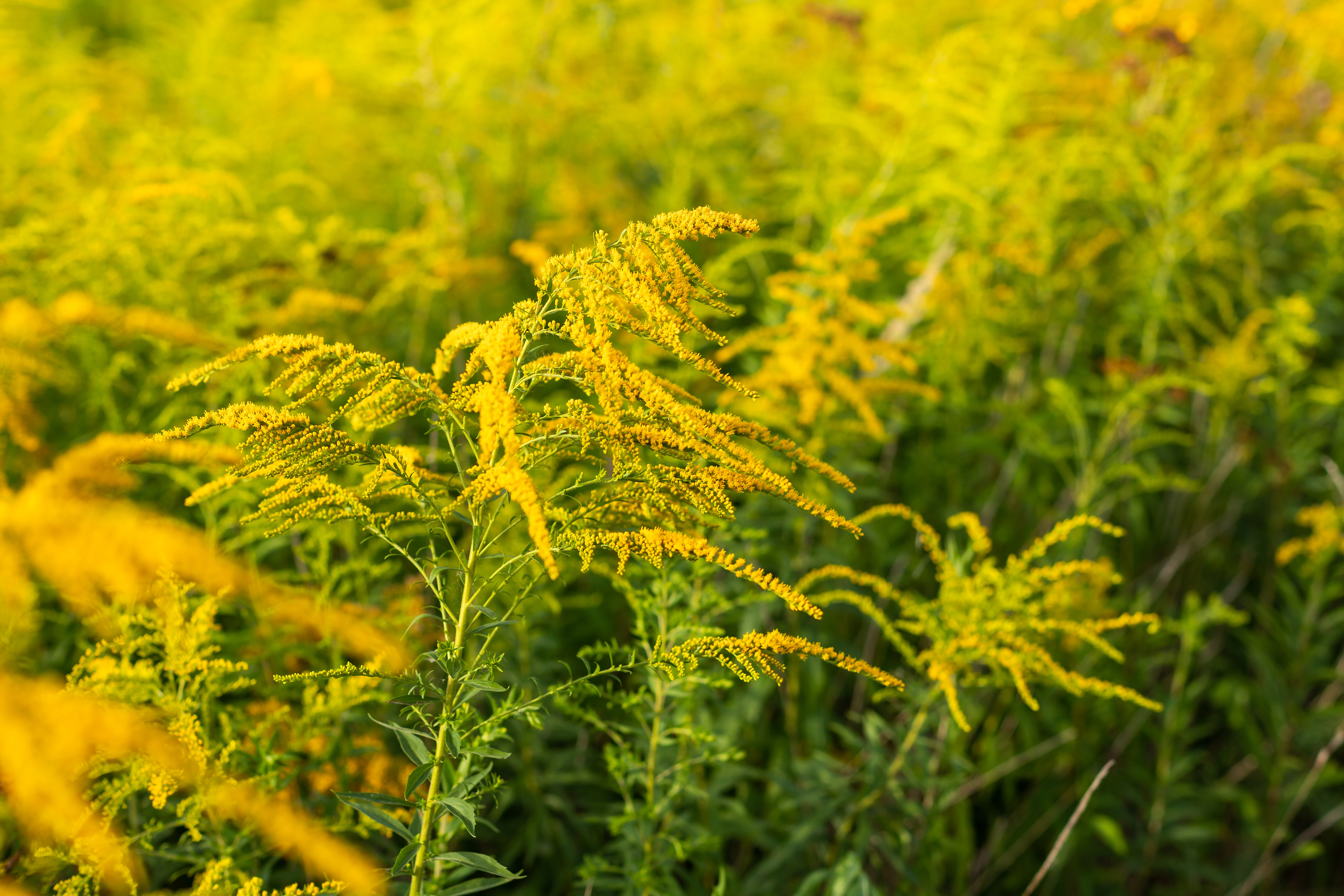 AdobeStock_524903498.jpeg